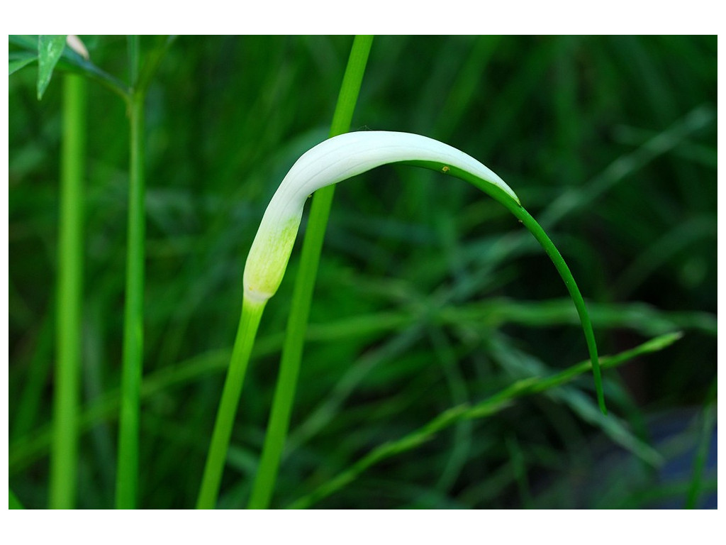 ARISAEMA SAXATILE