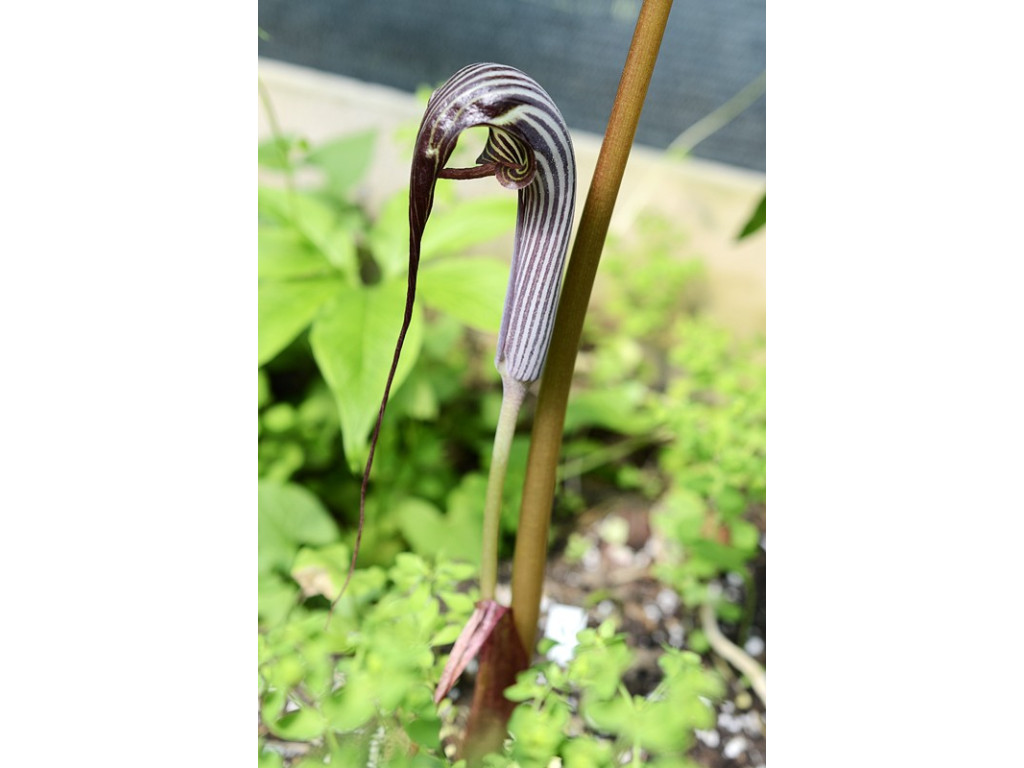 ARISAEMA FRANCHETIANUM DS10