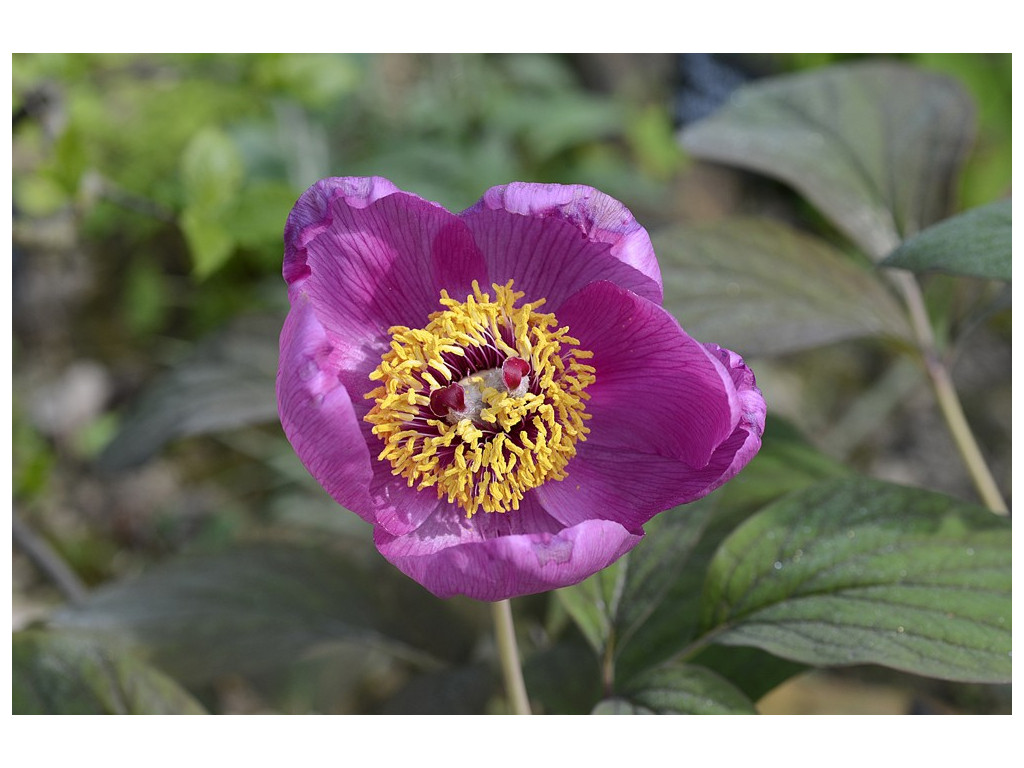 PAEONIA OBOVATA