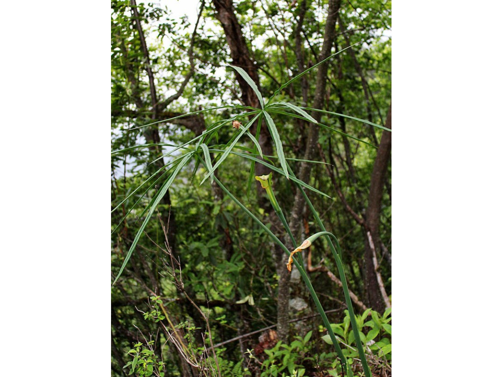 ARISAEMA aff.CONSANGUINEUM WO/8032