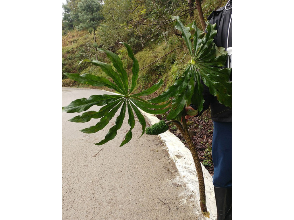 ARISAEMA CONSANGUINEUM W/O-7030 ARISAEMA CONSANGUINEUM W/O-7030
