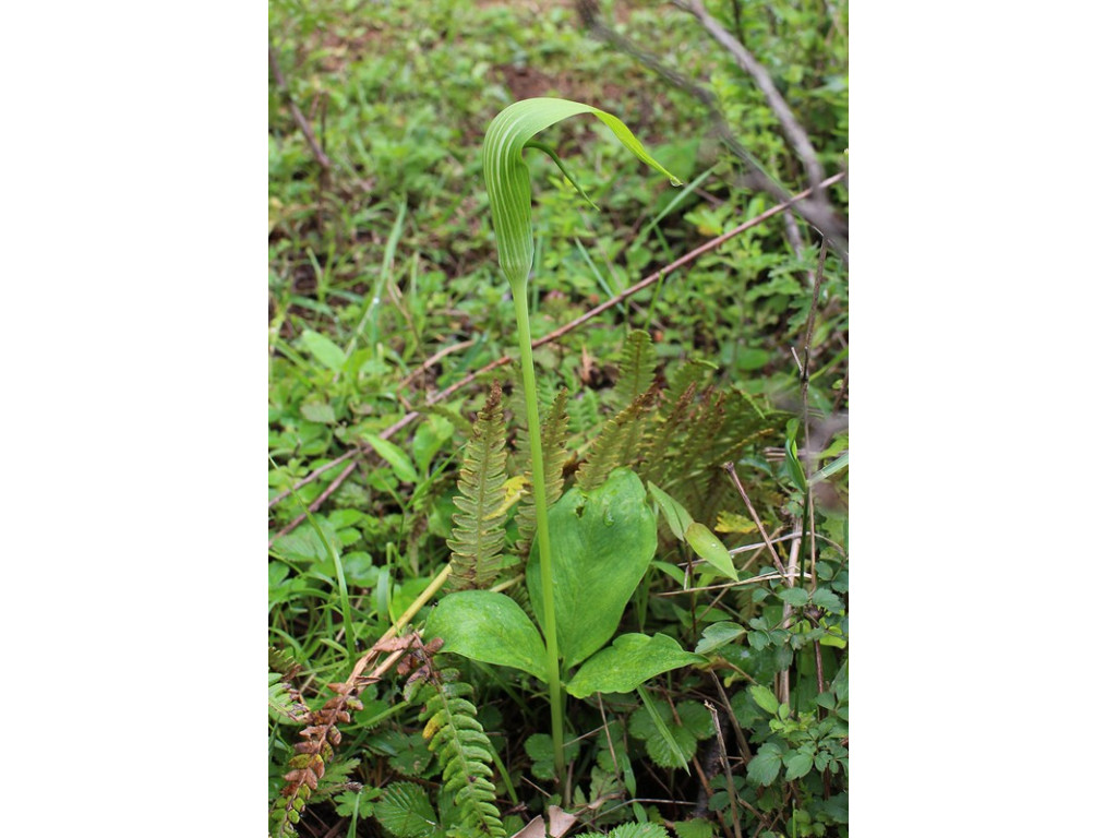 ARISAEMA aff.YUNNANENSE W/O-7042