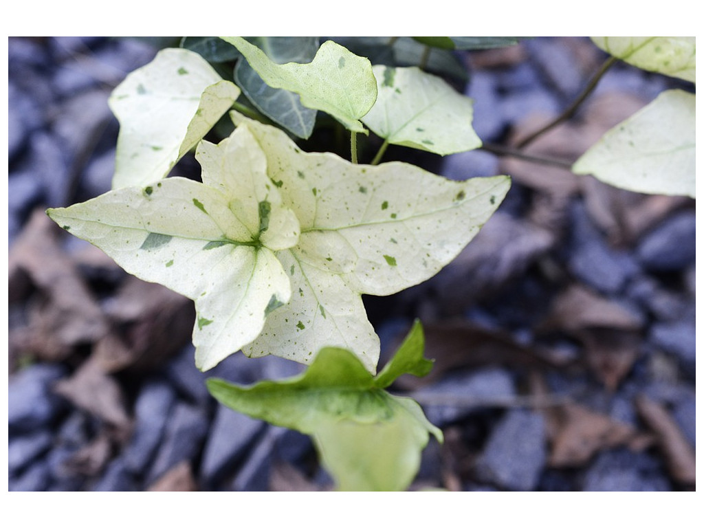 HEDERA HELIX 'SHIRAYUKIHIME'