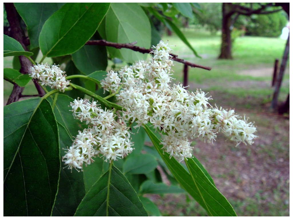 EHRETIA ACUMINATA var.OBOVATA JP5508