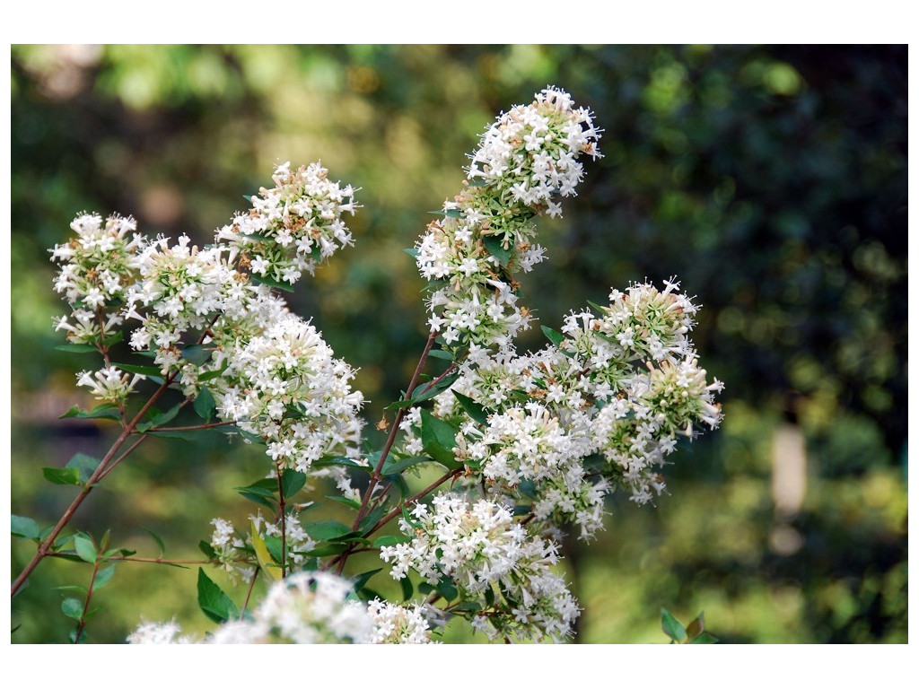 ABELIA CHINENSIS