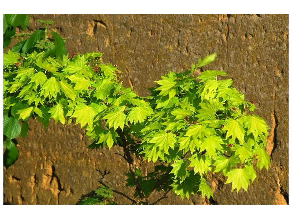 ACER JAPONICUM 'AUREUM'