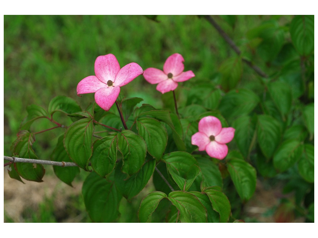 CORNUS KOUSA 'SATOMI'