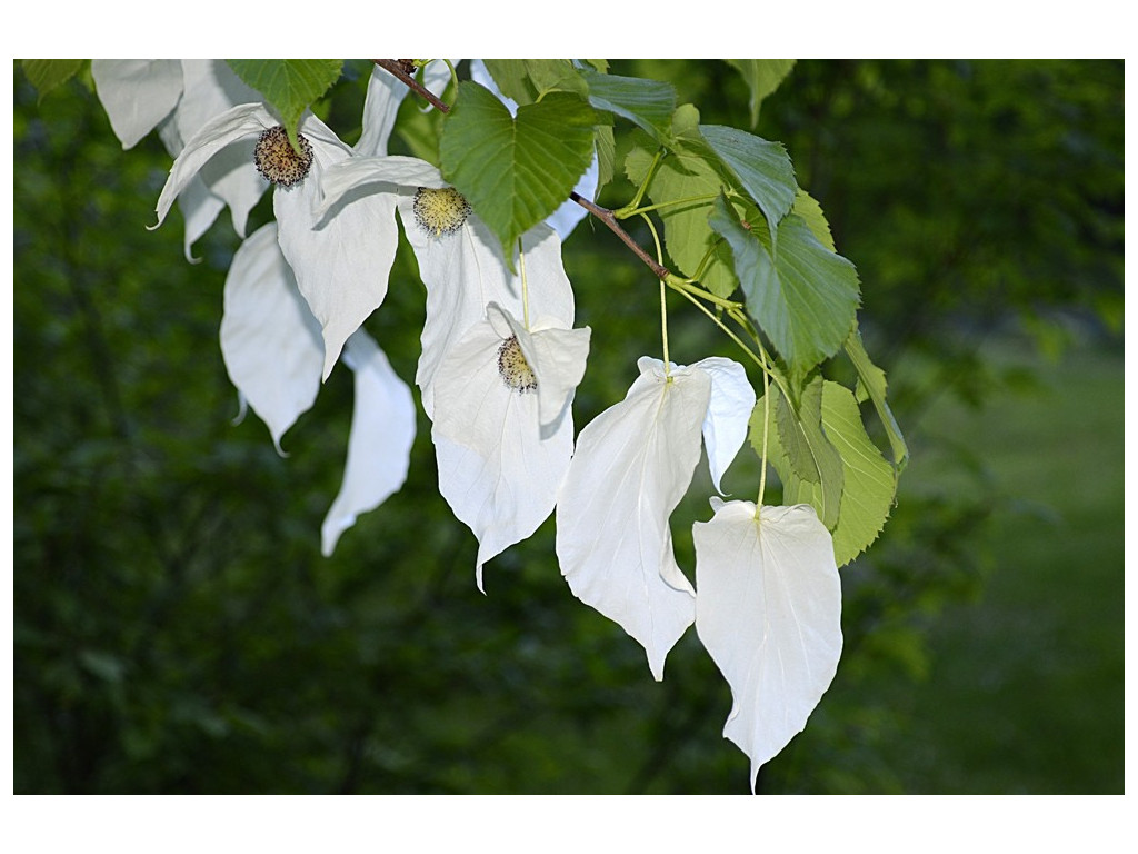 DAVIDIA INVOLUCRATA, l'arbre à mouchoirs