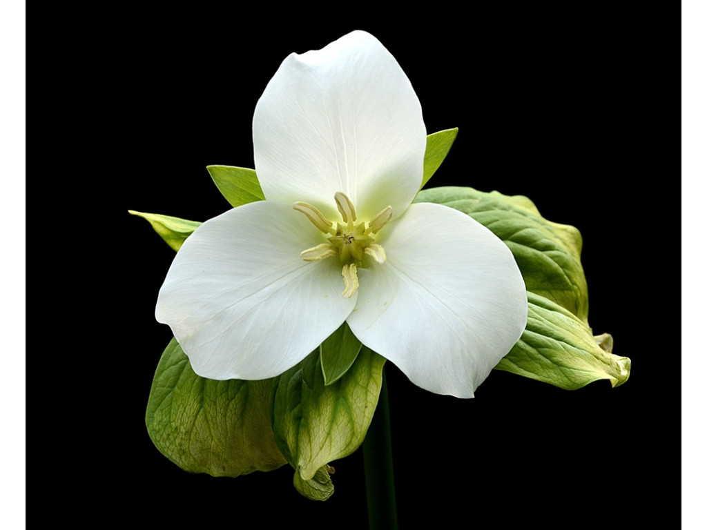 TRILLIUM CAMTSCHATCENSE