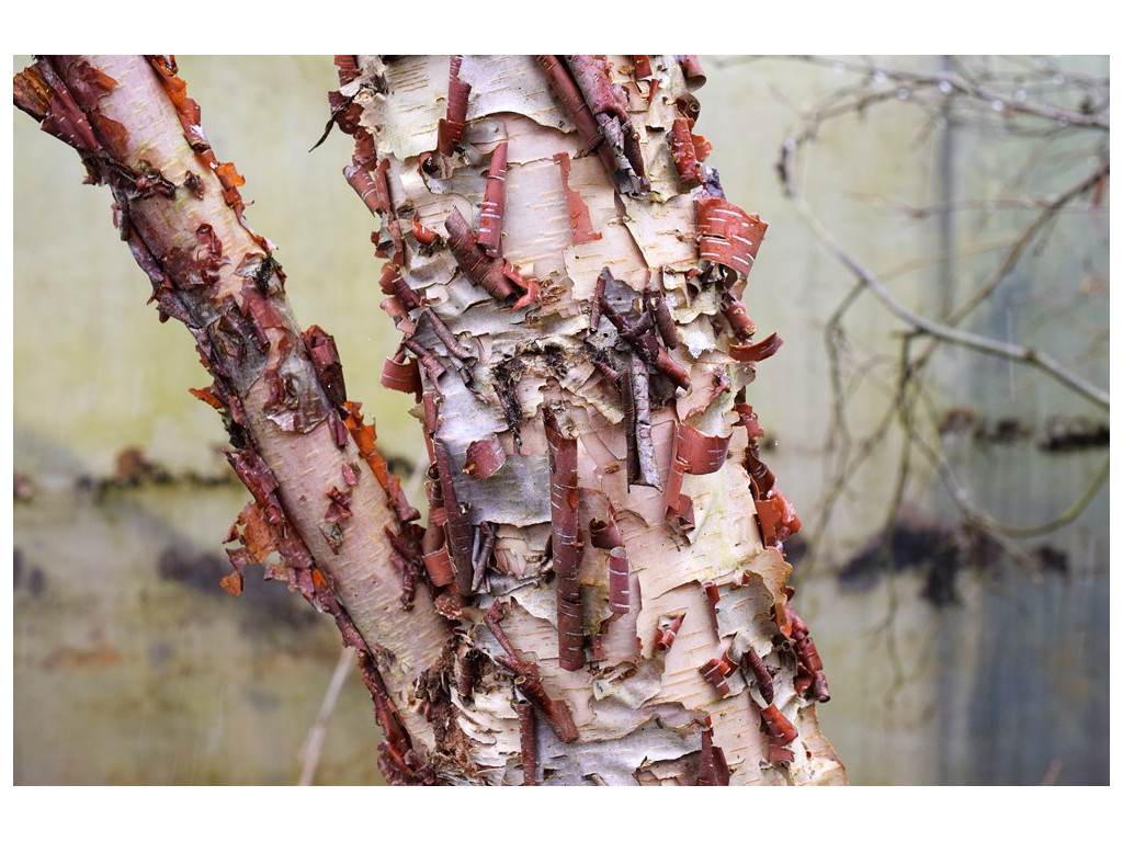 BETULA DAVURICA CBKR2173