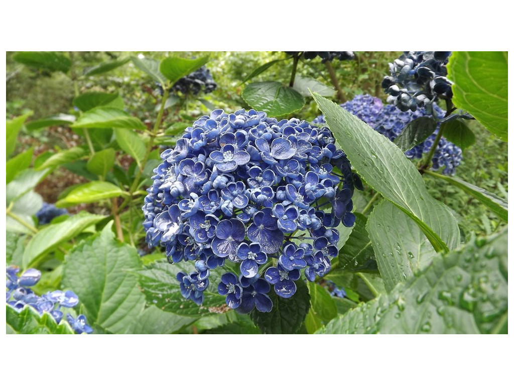 HYDRANGEA MACROPHYLLA 'UZU AJISAI'