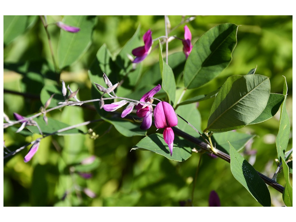 LESPEDEZA THUNBERGII