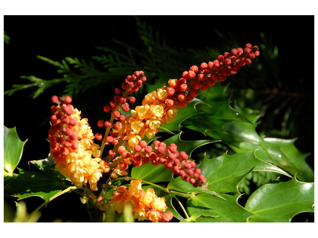 MAHONIA NITENS