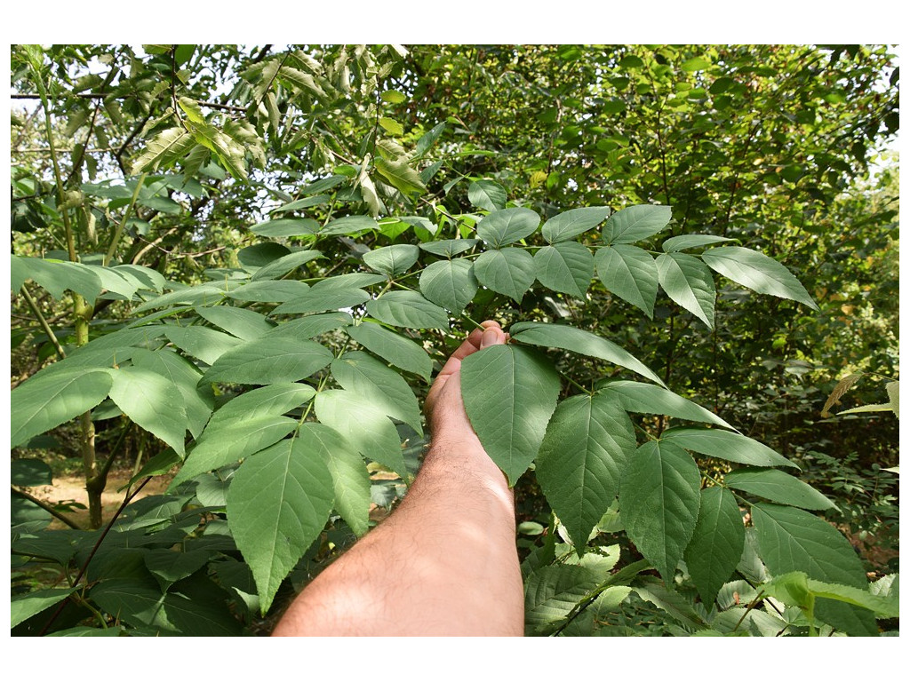 ARALIA SPINOSA