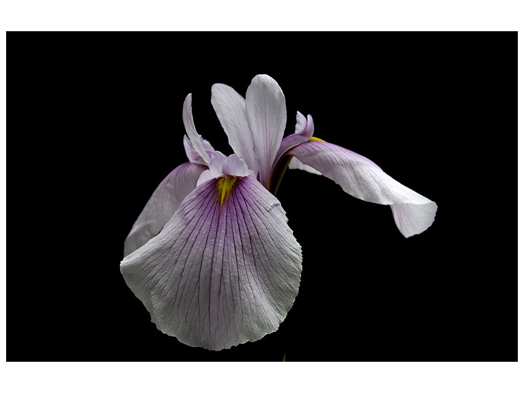 IRIS ENSATA 'MOMOGASUMI'