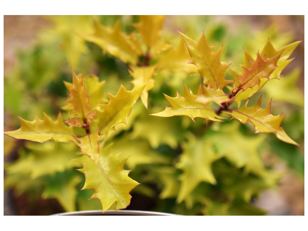 OSMANTHUS HETEROPHYLLUS 'OGON'