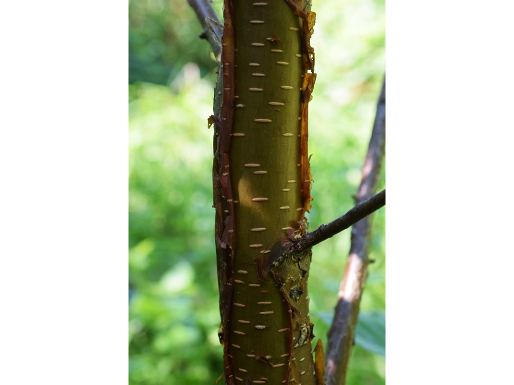 BETULA SAPOSHNIKOVII UZ4319