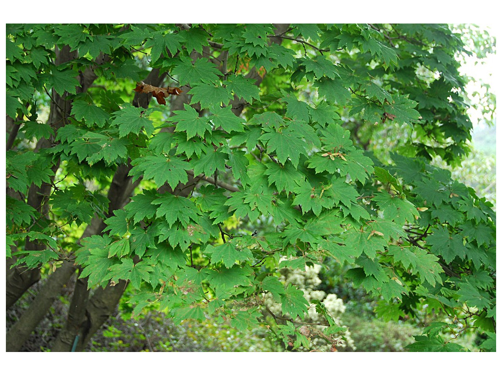 ACER JAPONICUM