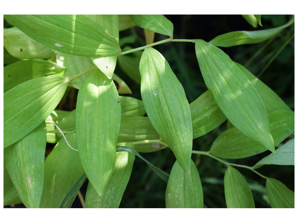 POLYGONATUM GLABERRIMUM IR2998