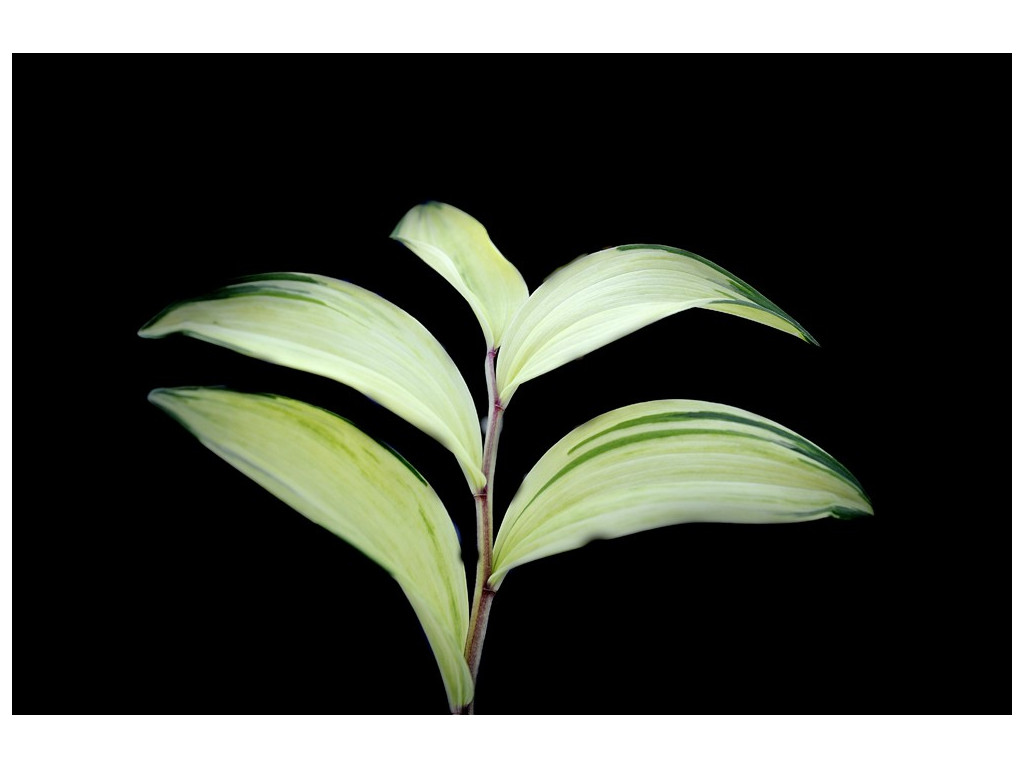 POLYGONATUM ODORATUM 'KODA NISHIKI' POLYGONATUM ODORATUM 'KODA NISHIKI'