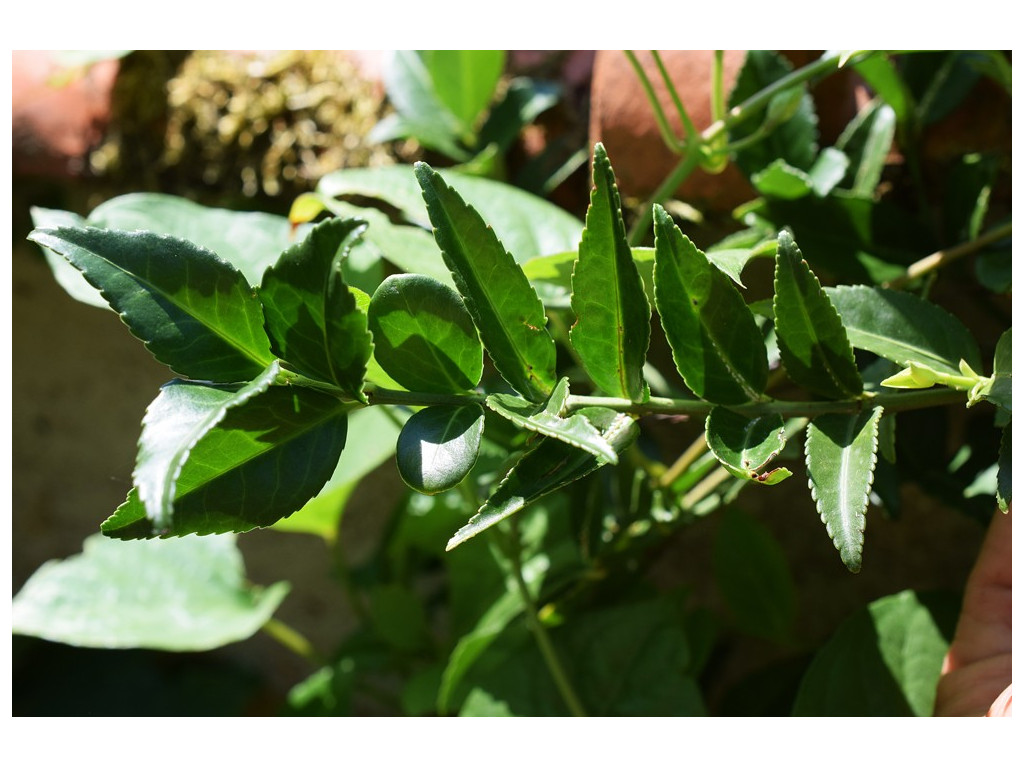 EUONYMUS cf.FORTUNEI 'KANGDING' CBCH202