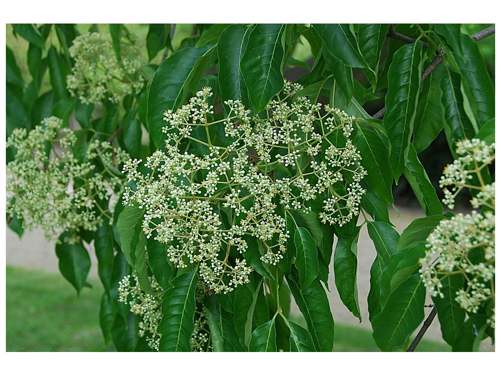 TETRADIUM DANIELLII, l'arbre à miel