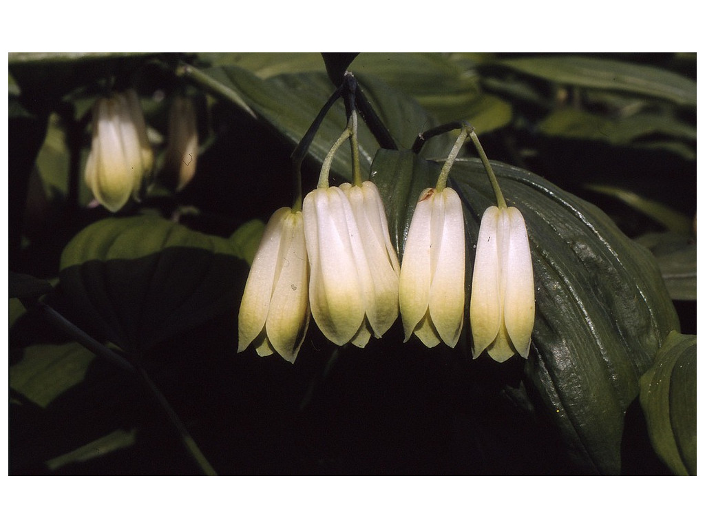 DISPORUM SESSILE CBJP947 DISPORUM SESSILE CBJP947