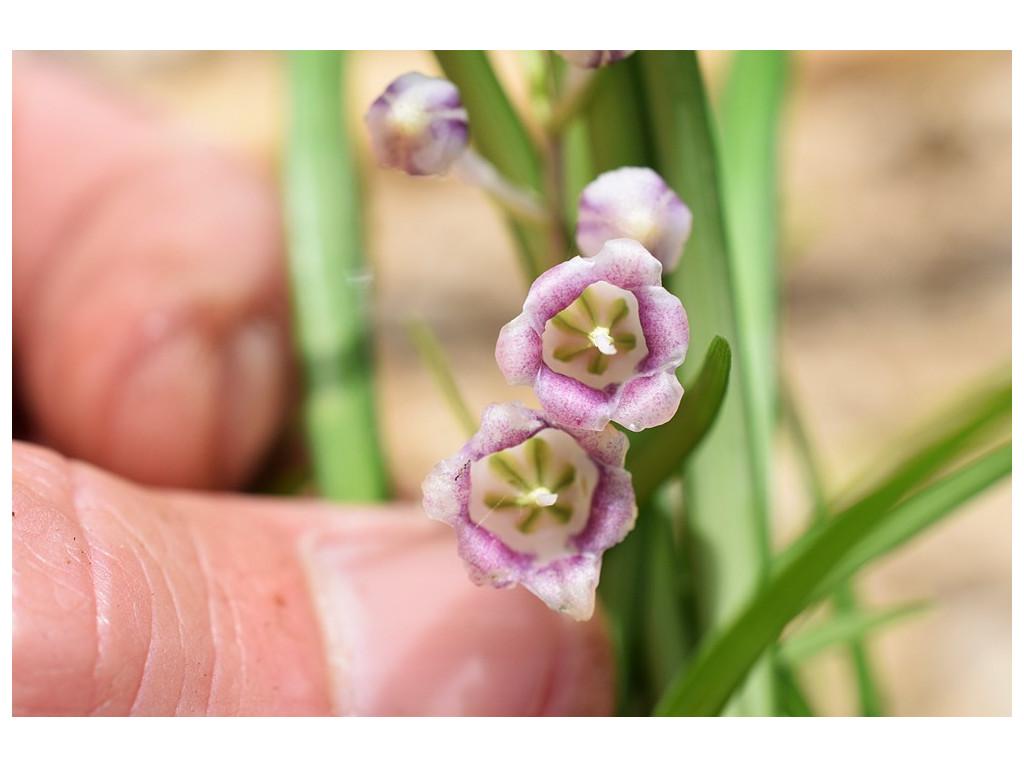 OPHIOPOGON CPC cloneB