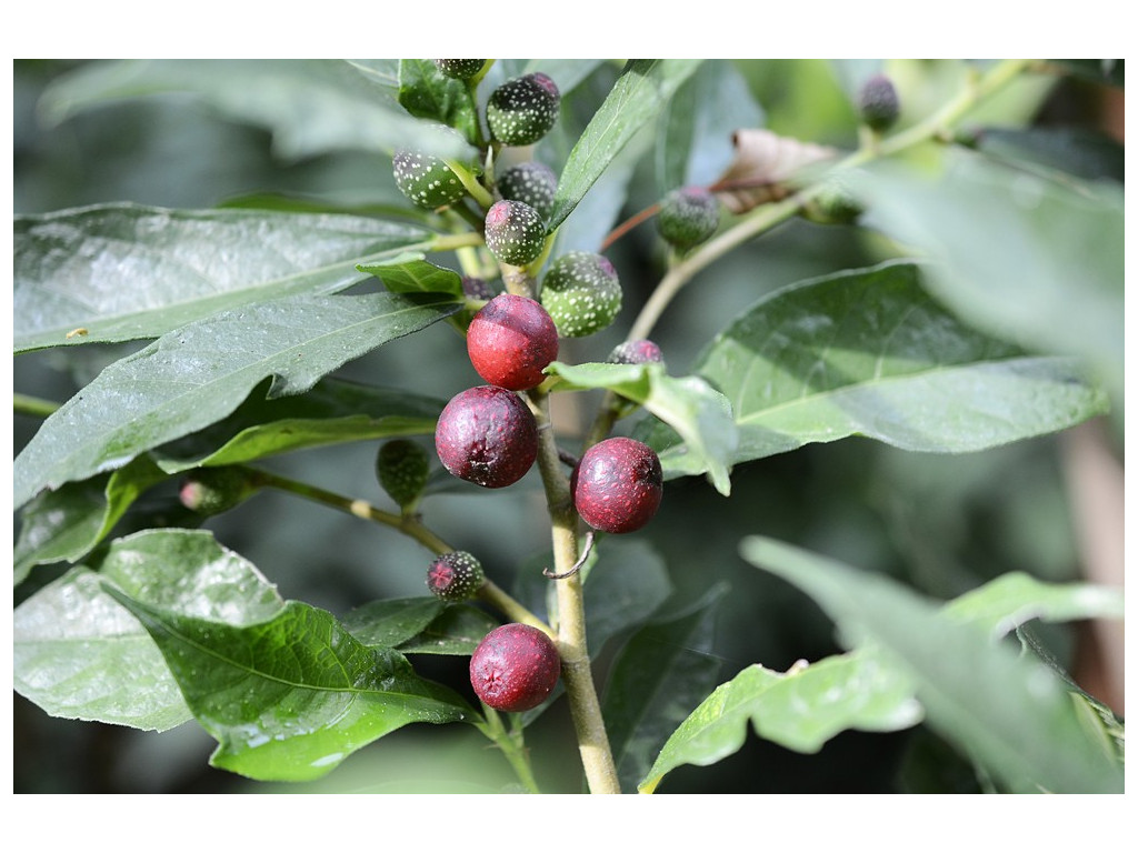 FICUS GASPARRINIANA var.LACERATIFOLIA CH9361