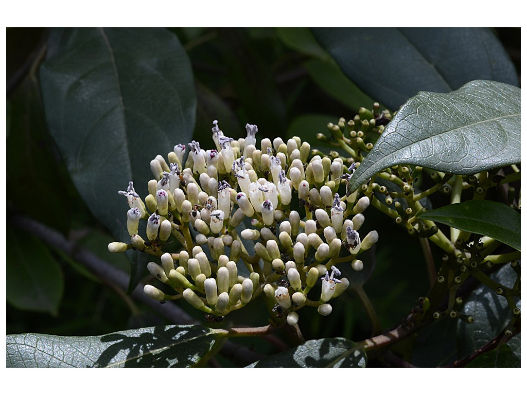 VIBURNUM CYLINDRICUM DS234