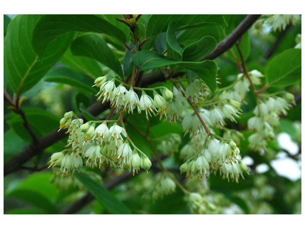 PTEROSTYRAX CORYMBOSA