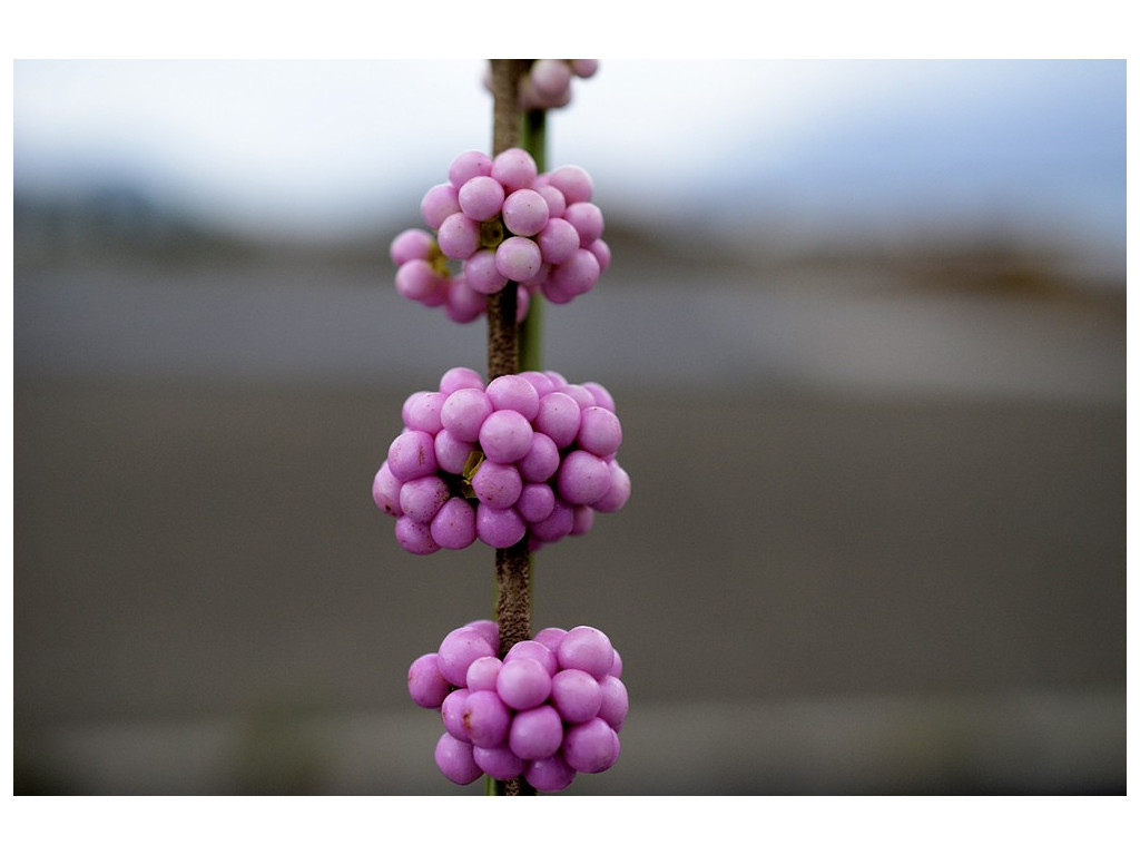 CALLICARPA 'BONBON ROSE'