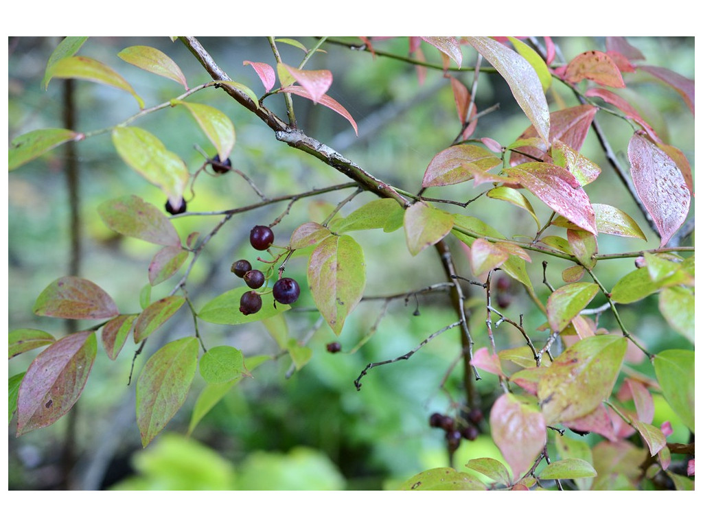 VACCINIUM CMBJP2076