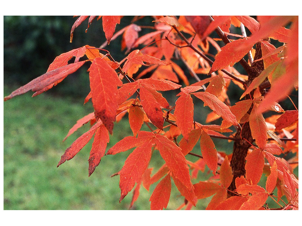 ACER TRIFLORUM ACER TRIFLORUM