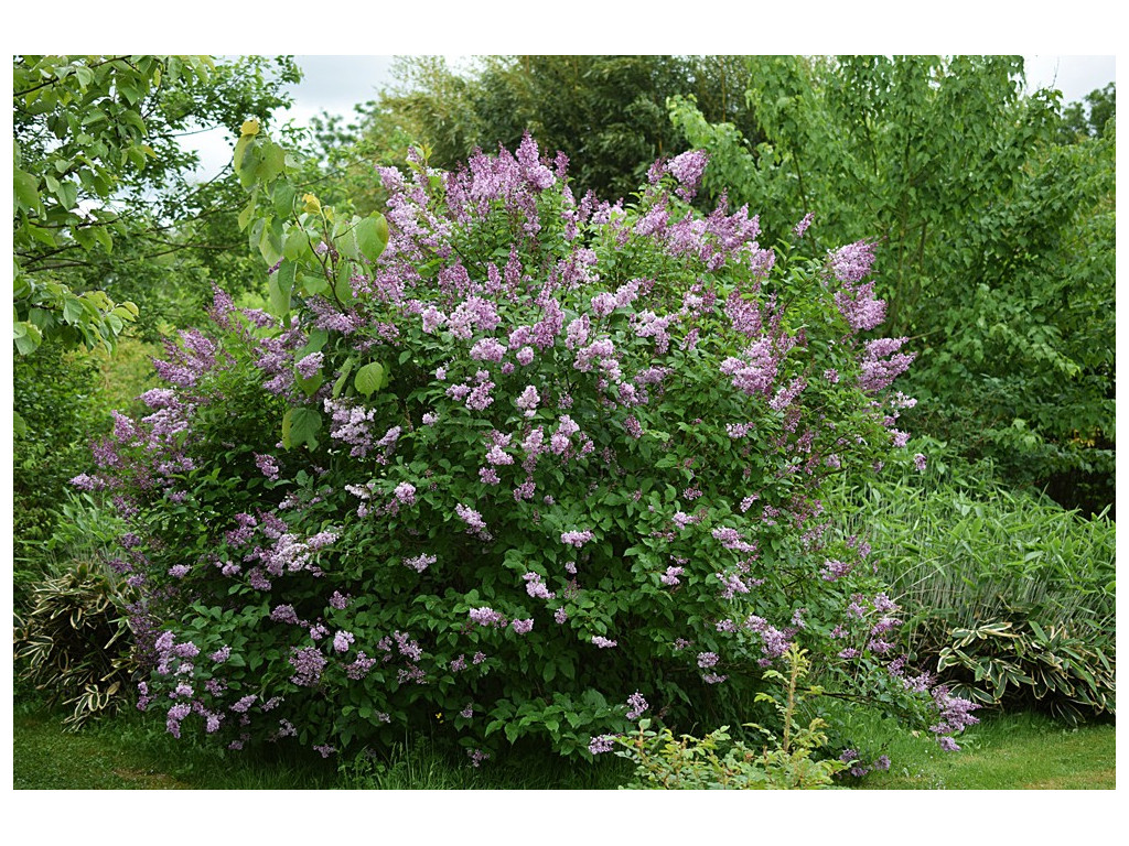 SYRINGA VILLOSA