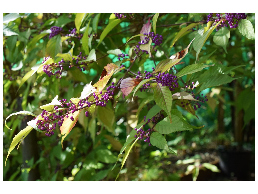 CALLICARPA SHIKOKIANA