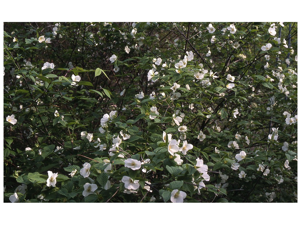 RHODOTYPOS SCANDENS