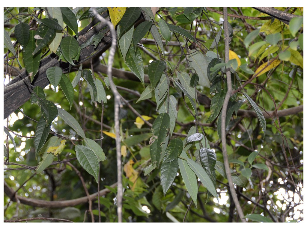 FICUS SARMENTOSA CBCH813