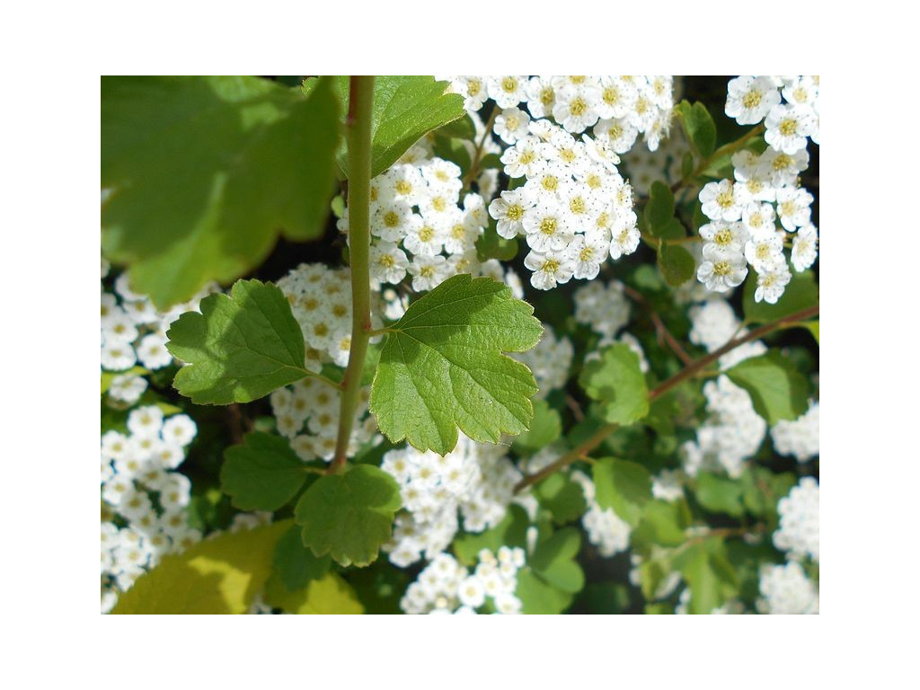 SPIRAEA TRILOBATA RU4721