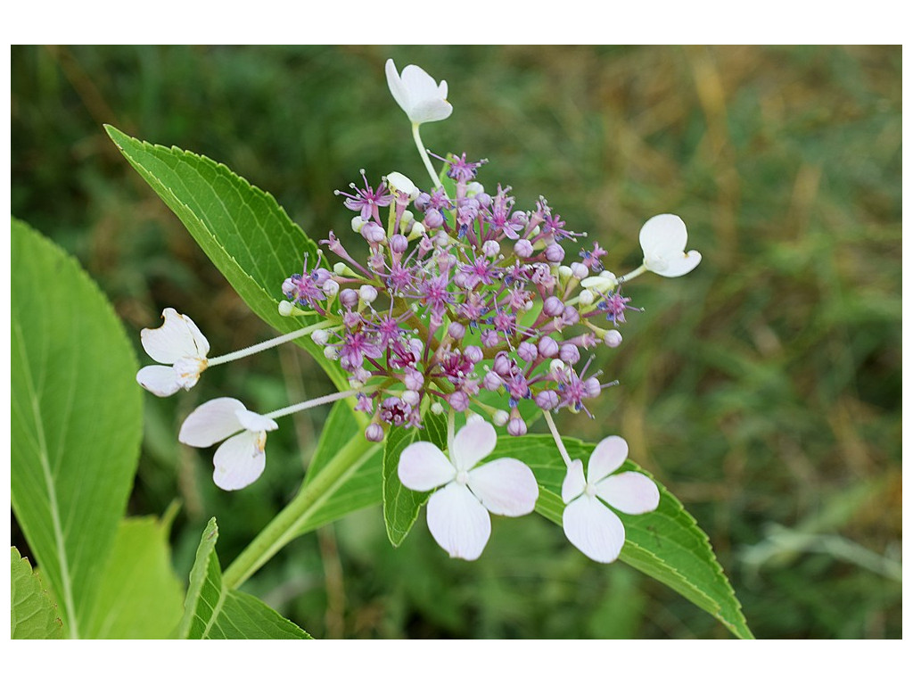 HYDRANGEA MACROPHYLLA 'HATSU-HIME'