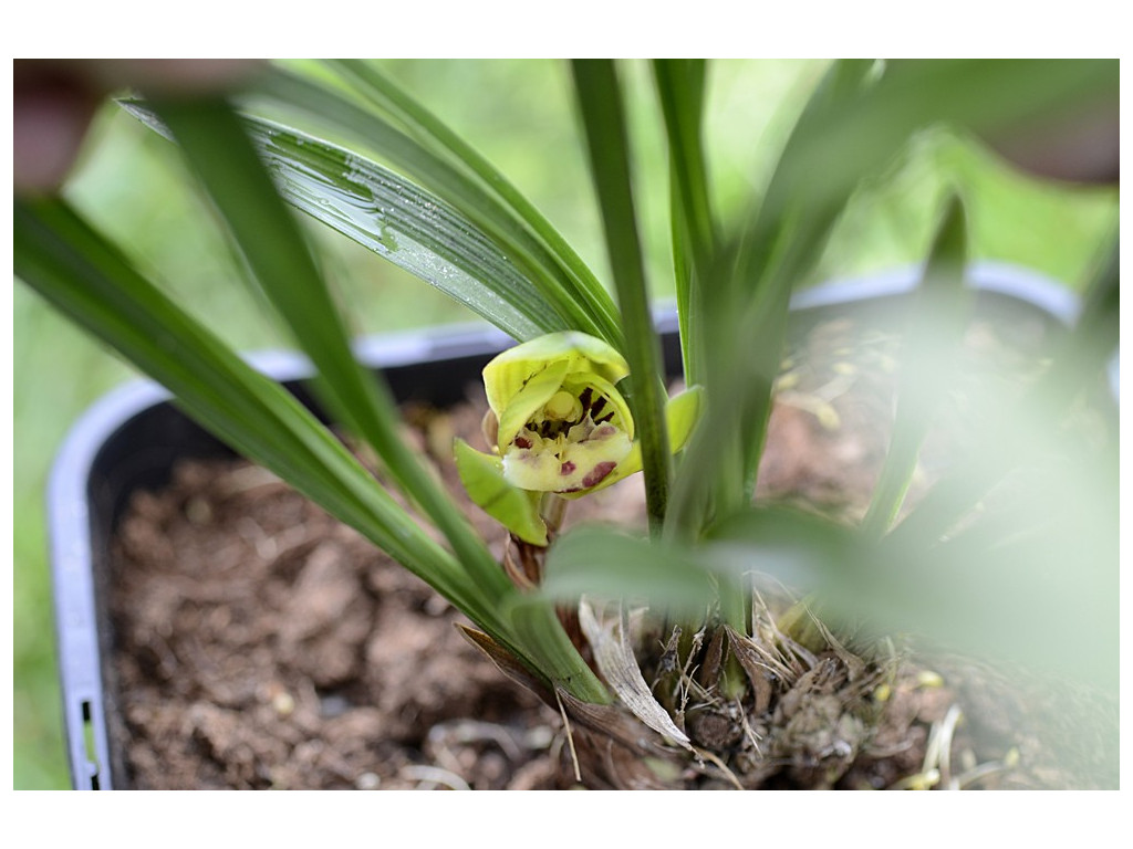 CYMBIDIUM GOERINGII