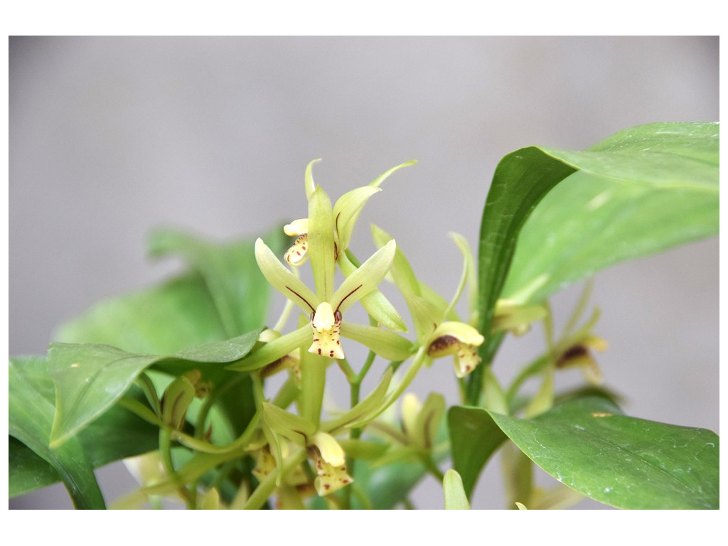 CYMBIDIUM LANCIFOLIUM