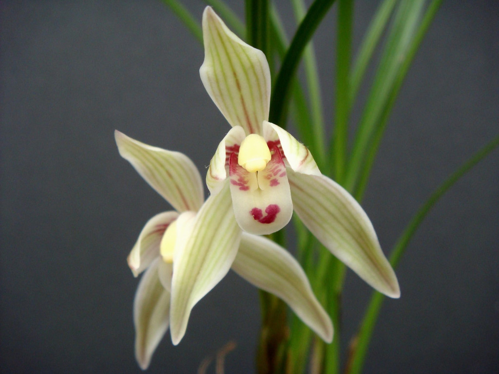 CYMBIDIUM TORTISEPALUM