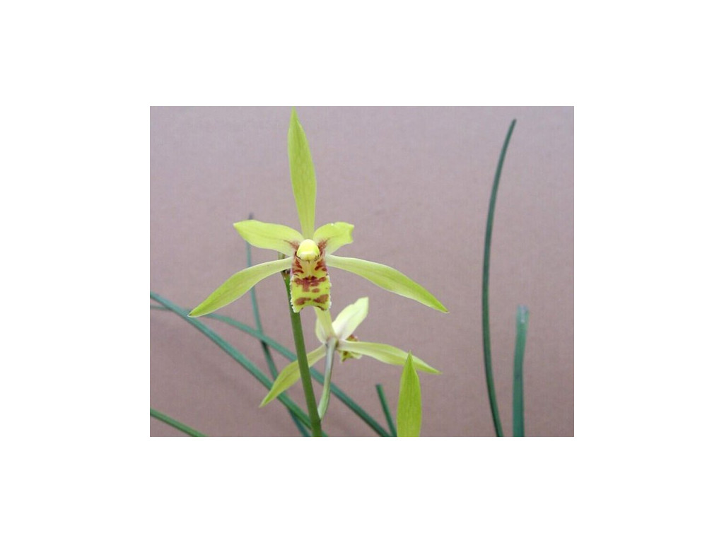 CYMBIDIUM FABERI