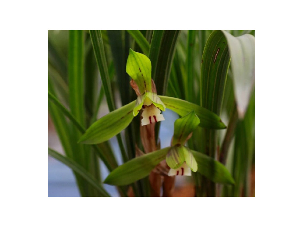 CYMBIDIUM SERRATUM 'DOU PAN LU'