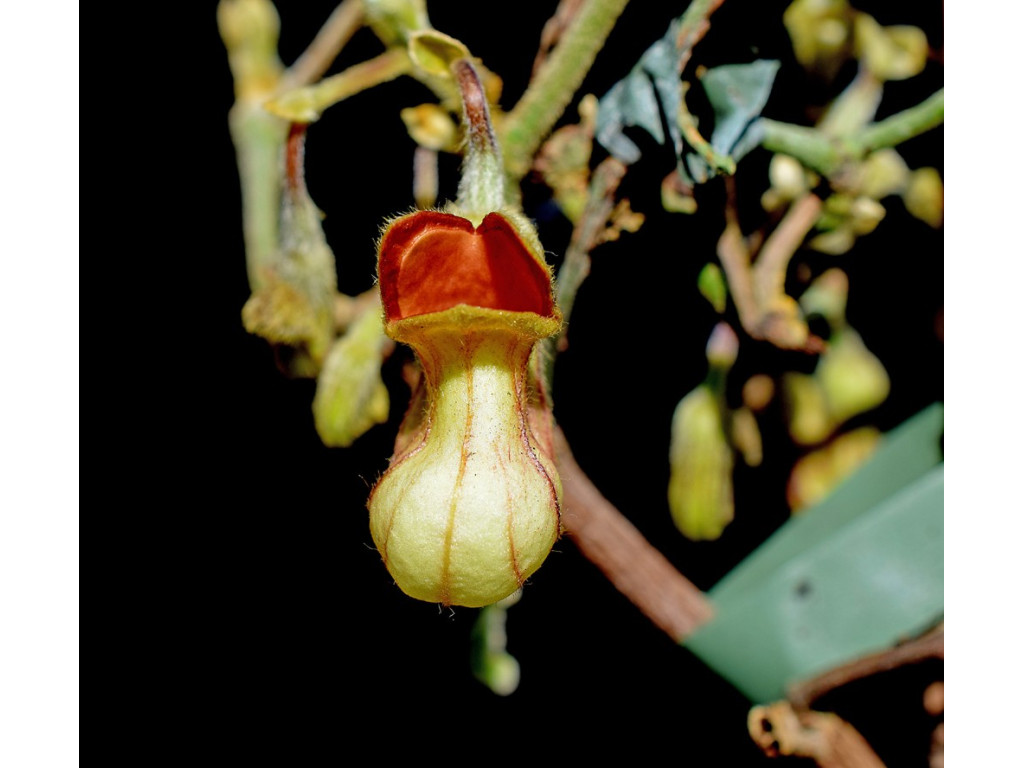 ARISTOLOCHIA CALIFORNICA