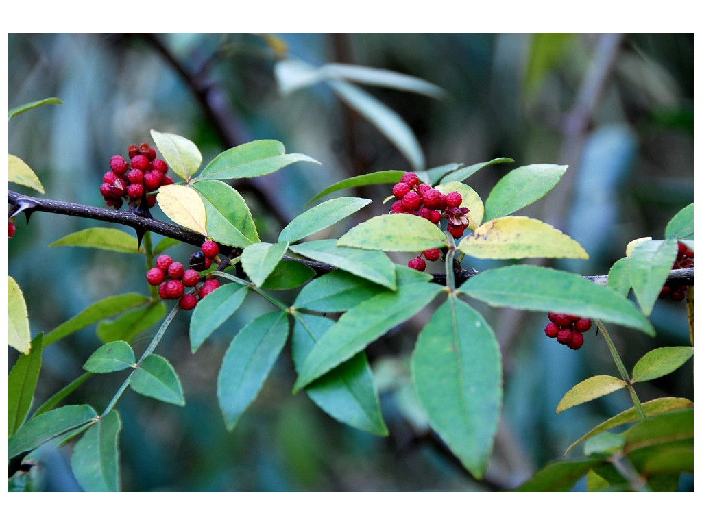 ZANTHOXYLUM PLANISPINUM