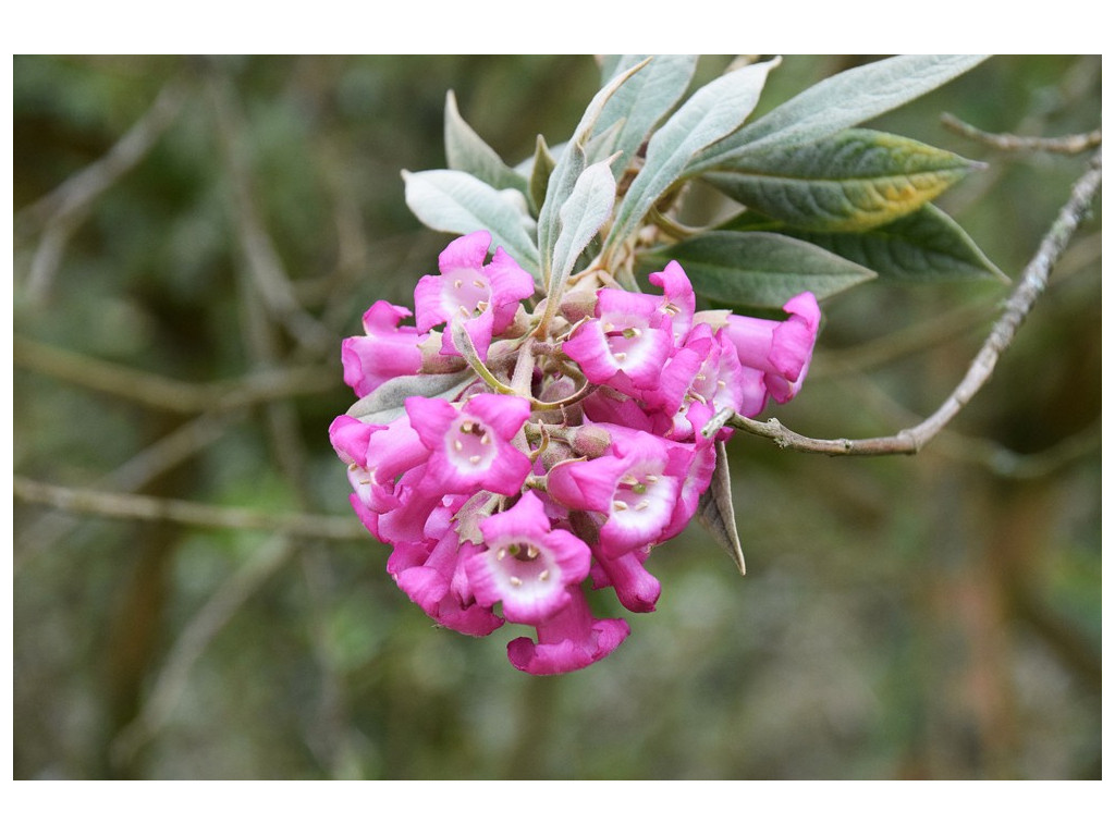 BUDDLEJA COLVILLEI