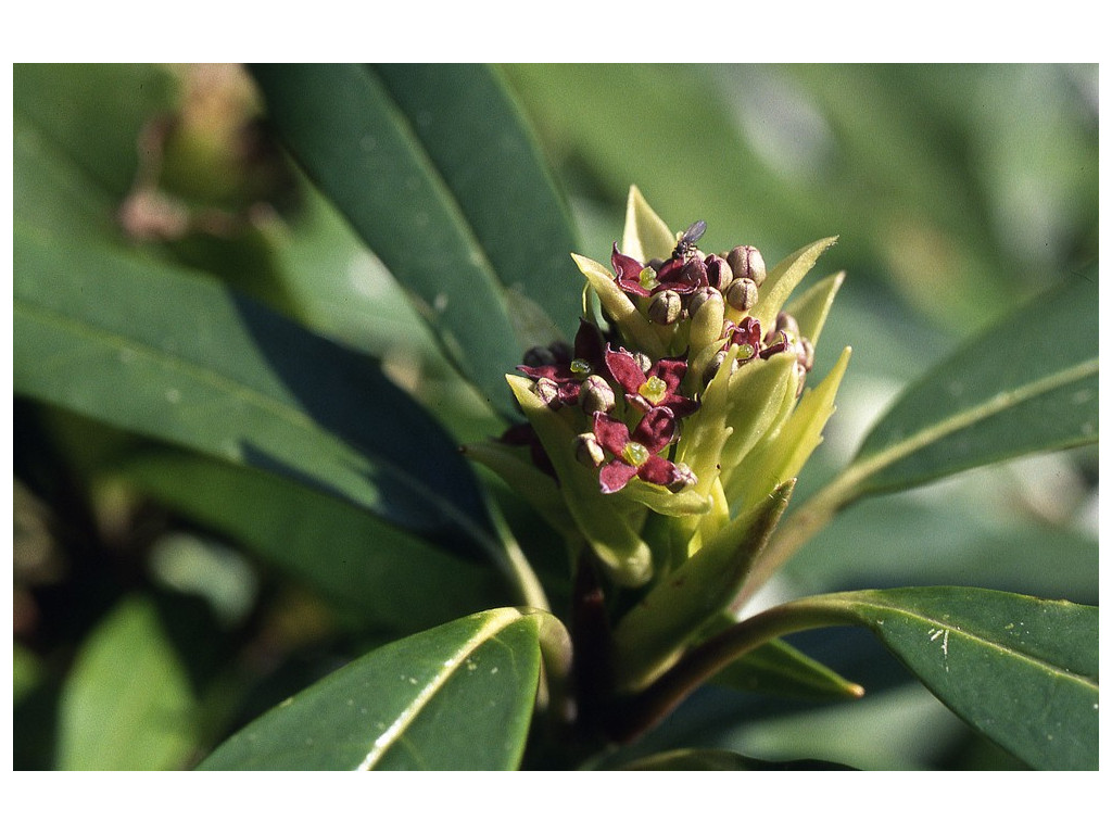 AUCUBA JAPONICA f.LONGIFOLIA