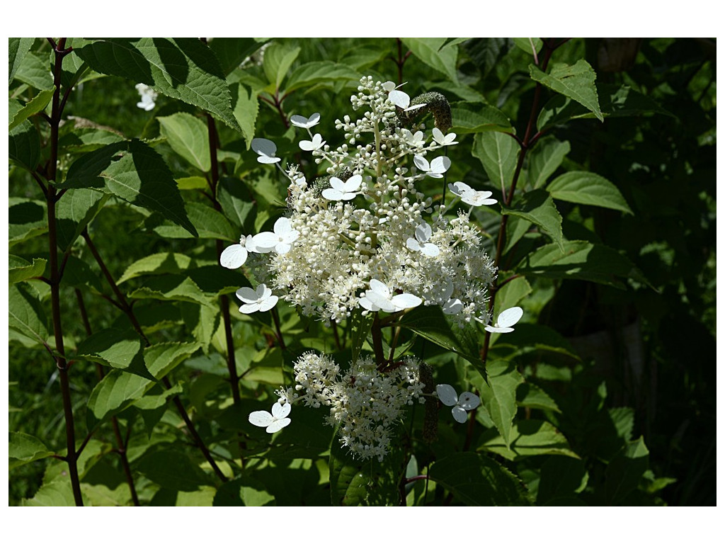 HYDRANGEA PANICULATA CBJP1928